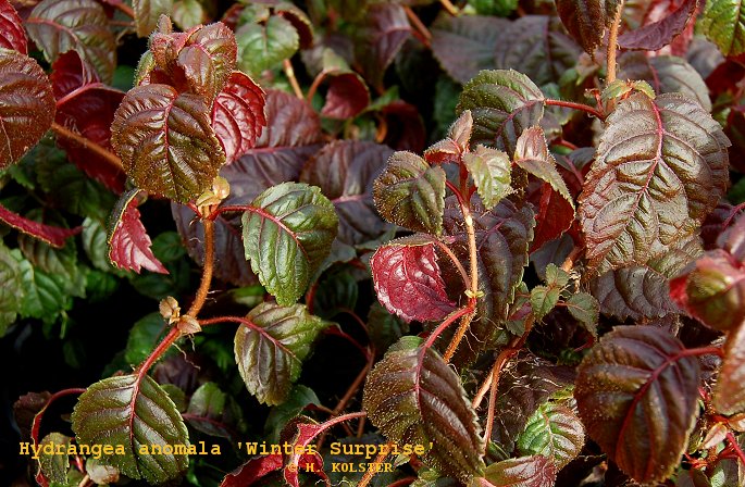 Hydrangea anomala 'Winter Surprise' (79236)