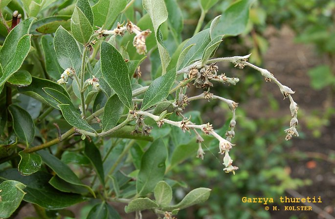 Garrya thuretii