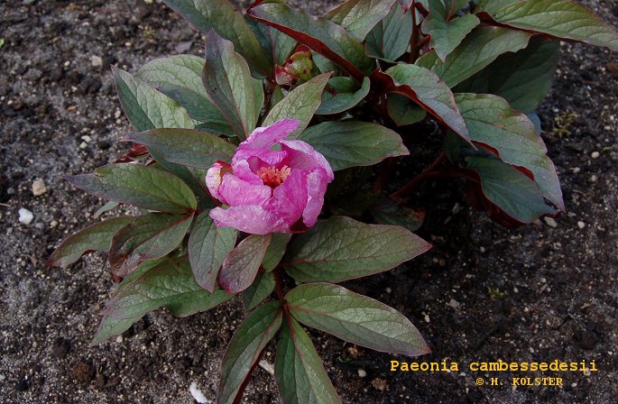 Paeonia cambessedesii