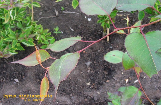 Pyrus sinkiangensis (79265)