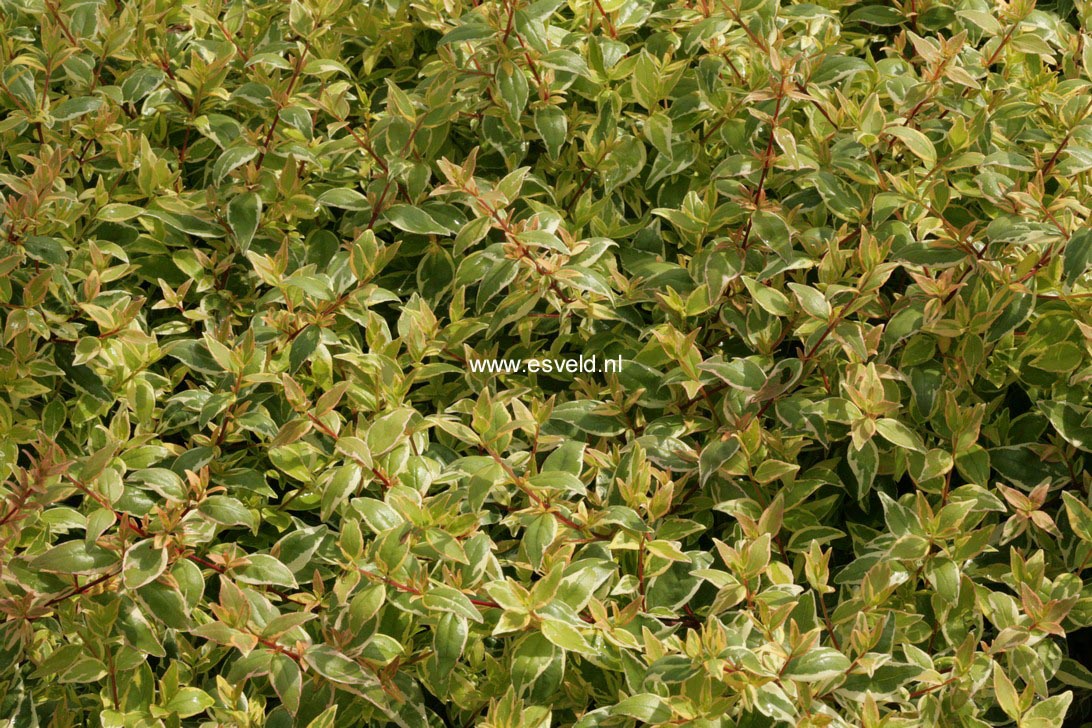 Abelia grandiflora 'Radiance'