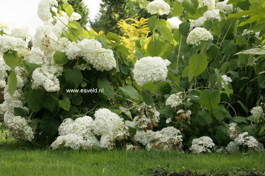 Hydrangea arborescens 'Abetwo' (INCREDIBALL) (STRONG ANNABELLE)