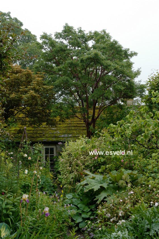 Acer griseum