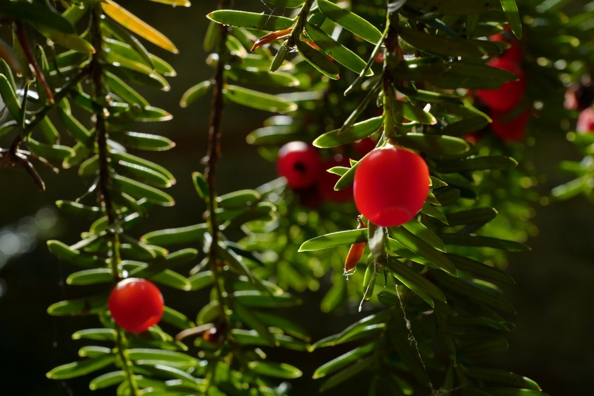 Taxus baccata