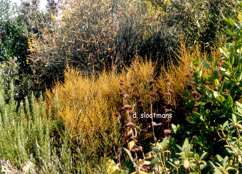 Olearia solandri (80214)