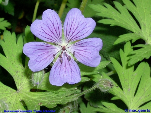 Geranium 'Terre Franche' (80491)