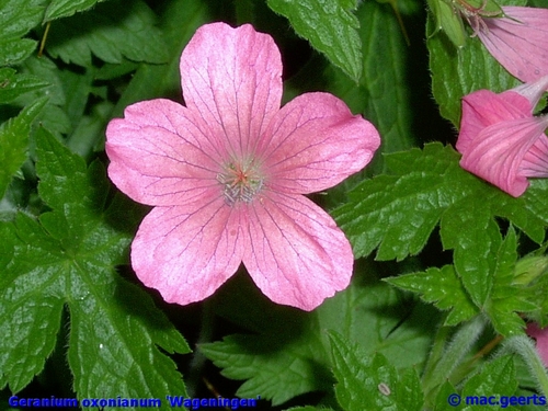 Geranium oxonianum 'Wageningen' (80493)