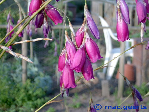 Dierama pulcherrimum (80499)