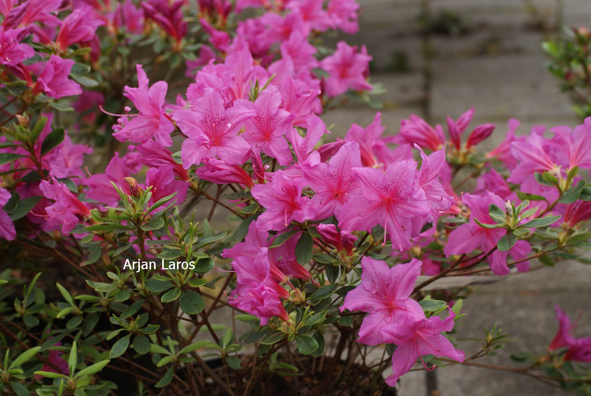 Rhododendron 'Flaeri' (Azalea)
