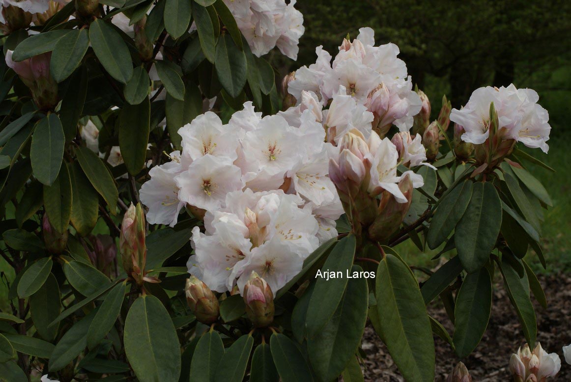 Rhododendron 'Mount Everest'