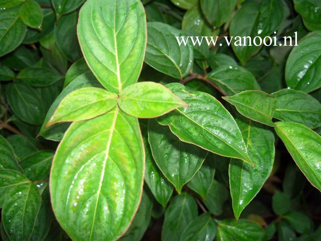 Cornus 'Porlock'