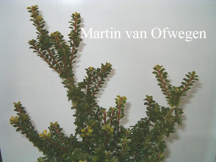 Ilex crenata 'Green Dragon' (81008)