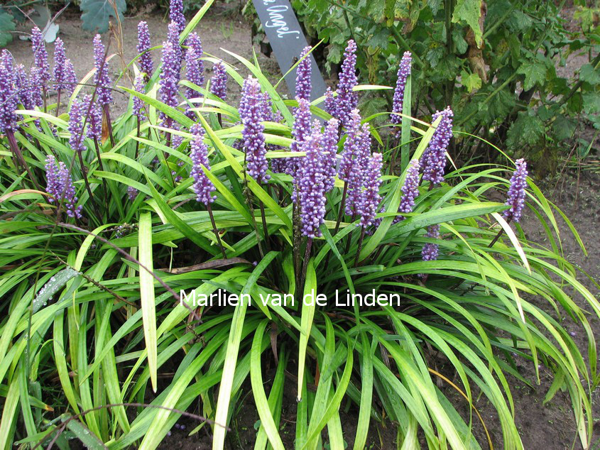 Liriope muscari 'Moneymaker'