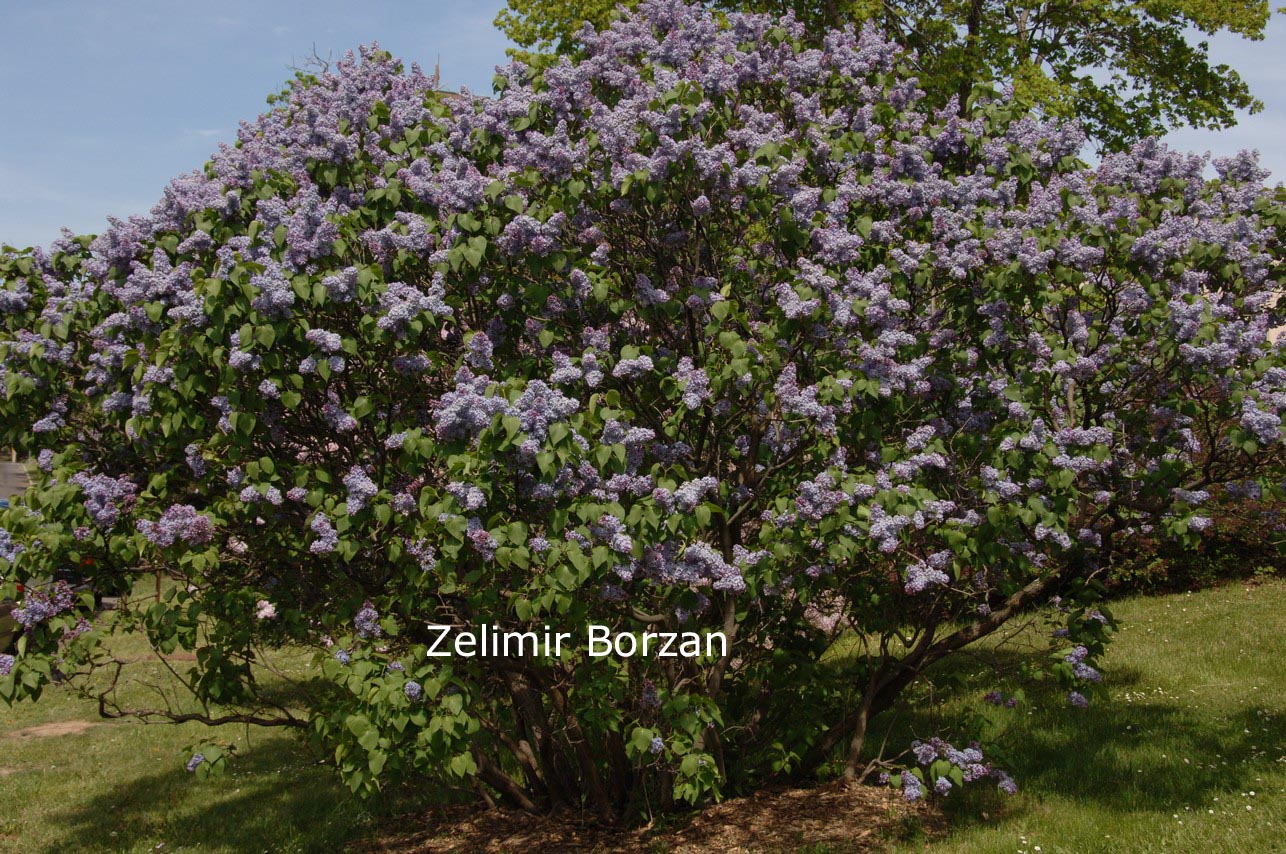 Syringa vulgaris 'President Lincoln'