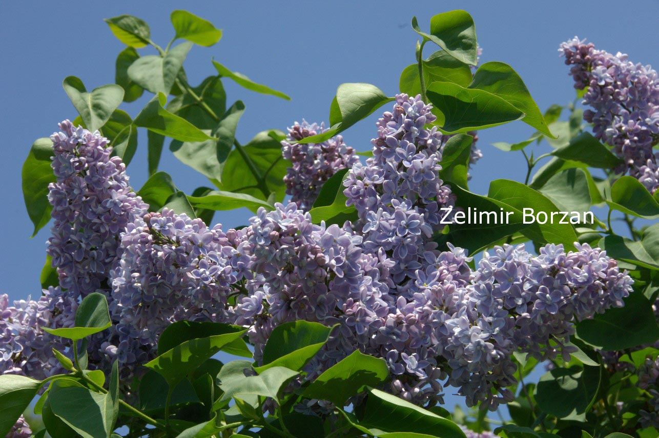 Syringa vulgaris 'Prof. Hoser'