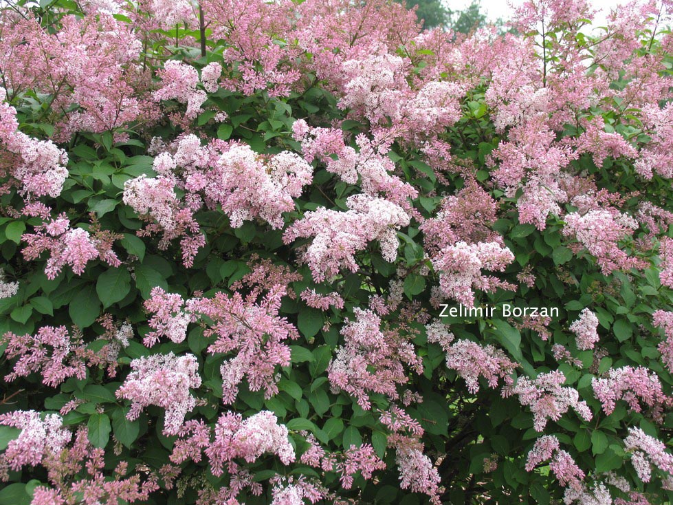 Syringa prestoniae 'Desdemona' (81525)
