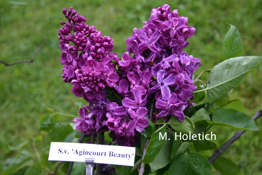 Syringa vulgaris 'Agincourt Beauty'