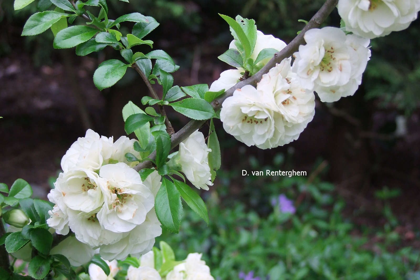 Chaenomeles speciosa 'Yukigoten'