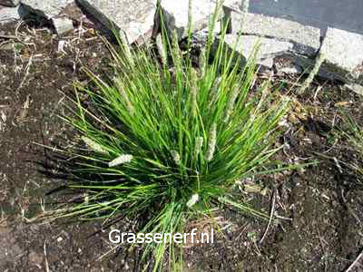 Sesleria argentea (81682)