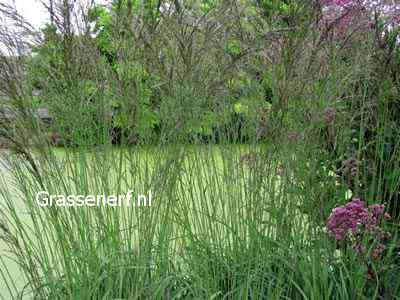 Molinia arundinacea 'Fontäne'