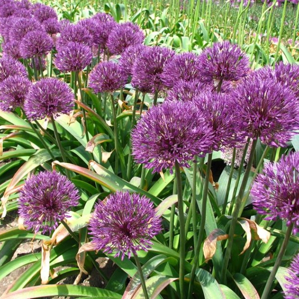 Allium 'Powder Puff'