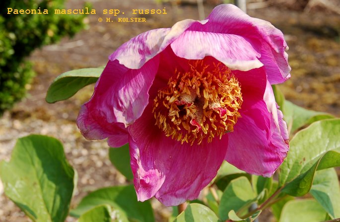 Paeonia mascula ssp. russoi (81806)