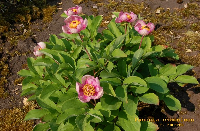 Paeonia 'Chameleon'