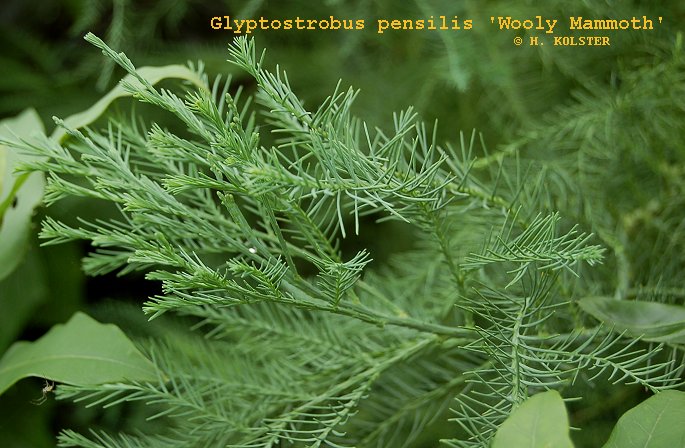 Glyptostrobus pensilis 'Wooly Mammoth'