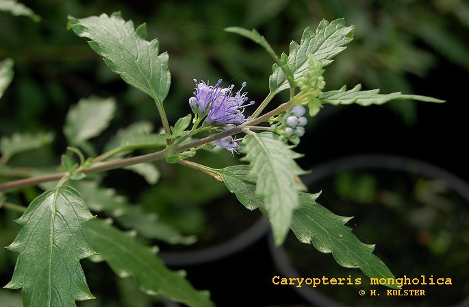 Caryopteris mongholica