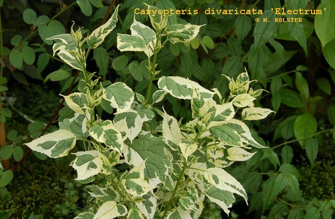 Caryopteris divaricata 'Electrum'