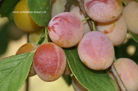 Prunus domestica 'Bellamira'
