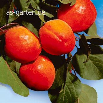 Prunus armeniaca 'Kuresia'