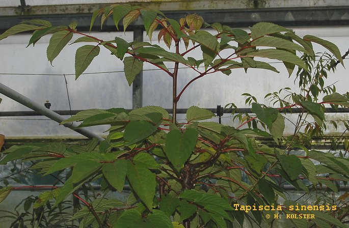 Tapiscia sinensis