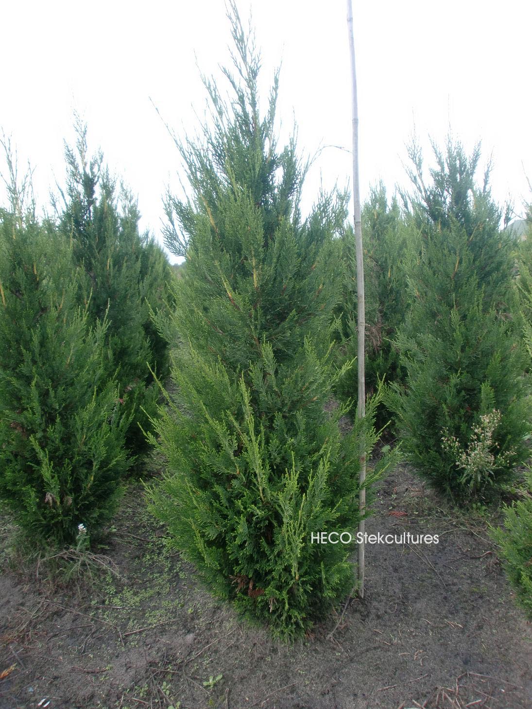 Cupressocyparis leylandii 'Green Rocket'