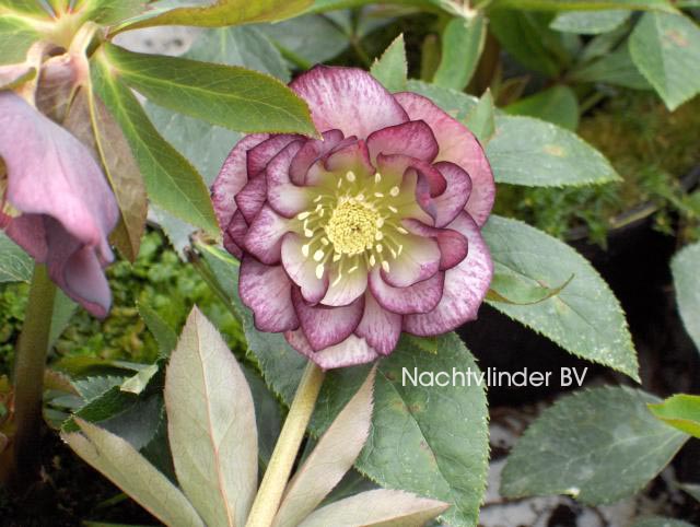 Helleborus orientalis 'Double Ellen Picotee'