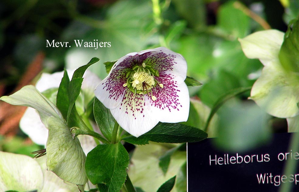 Helleborus orientalis 'Red Hybrids'