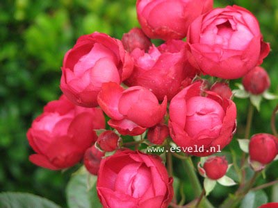 Rosa 'Morsdag'