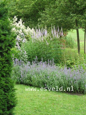 Nepeta faassenii 'Senior'