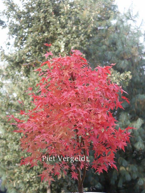 Acer palmatum 'Peve Chameleon' (82811)