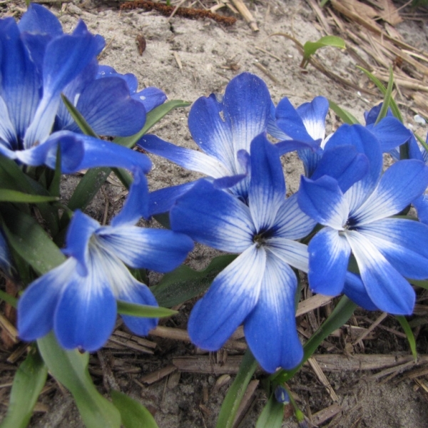 Tecophilaea cyanocrocus 'Leichtlinii' (82816)