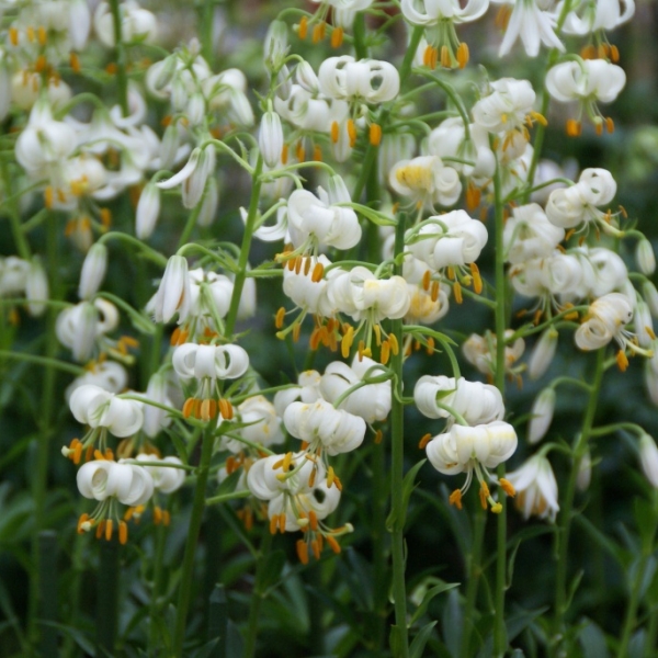 Lilium martagon album
