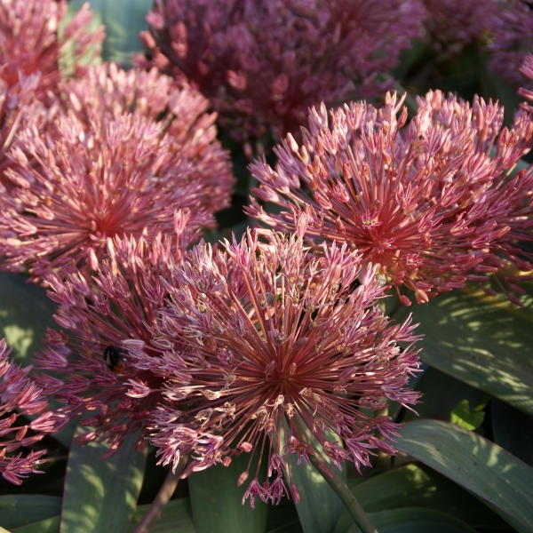 Allium nevskianum (82839)