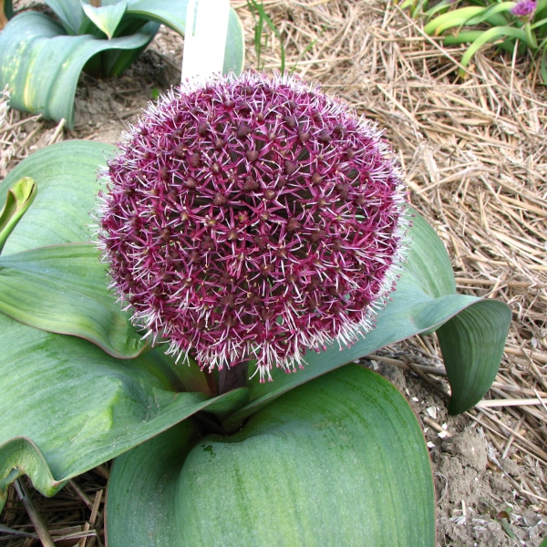 Allium karataviense 'Red Giant'