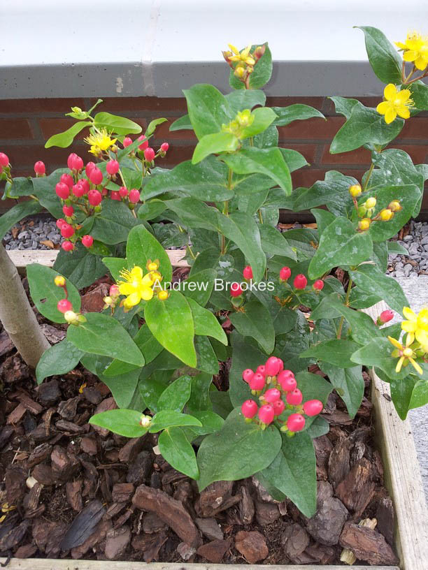 Hypericum 'Red Lion' (ELITE)