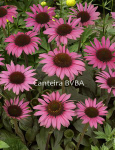 Echinacea purpurea 'Little Magnus' (82899)