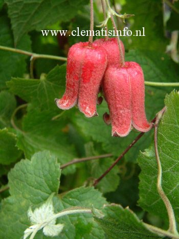 Clematis alternata