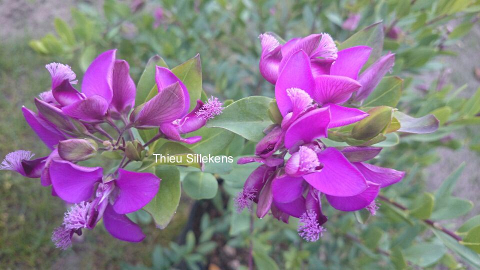 Polygala myrtifolia 'Bibi Pink' (83246)