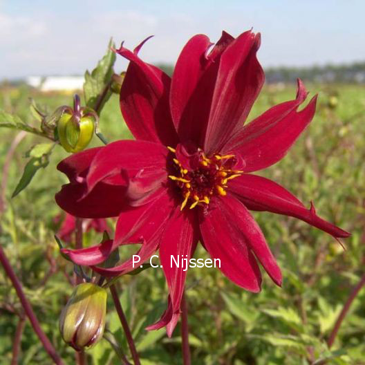 Dahlia 'Ragged Robin' (83582)