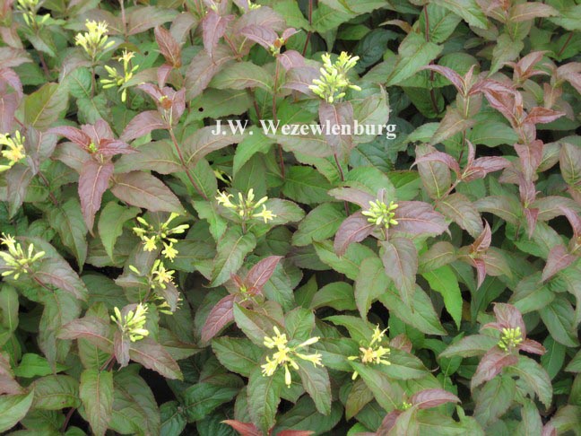 Diervilla rivularis 'Troja Black'