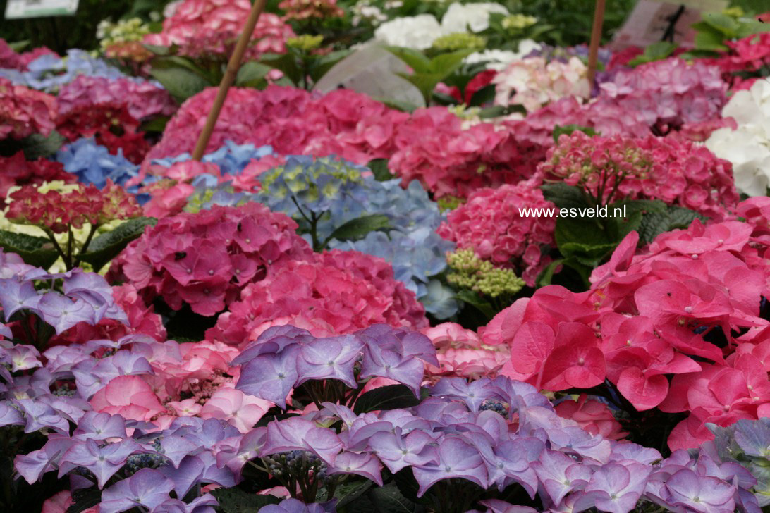 Hydrangea macrophylla